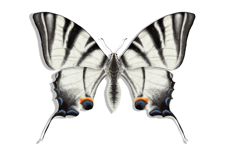 Lámina Ilustración Mariposa blanca