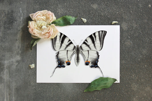 Lámina Ilustración Mariposa blanca