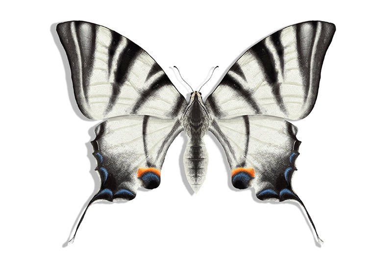 Lámina Ilustración Mariposa blanca