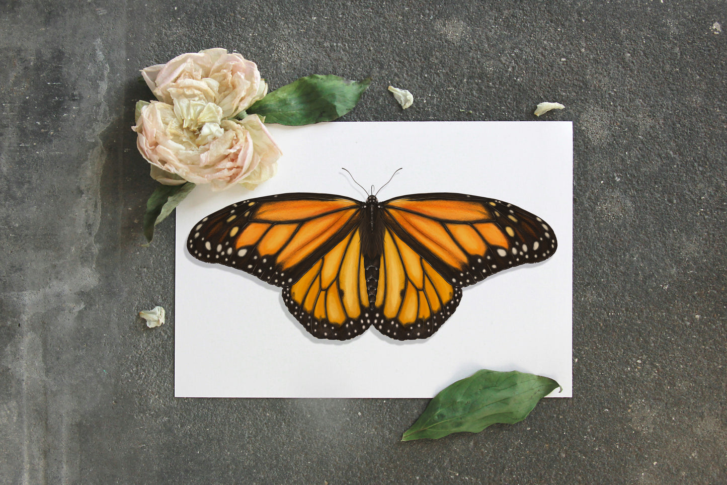 Lámina Ilustración Mariposa monarca