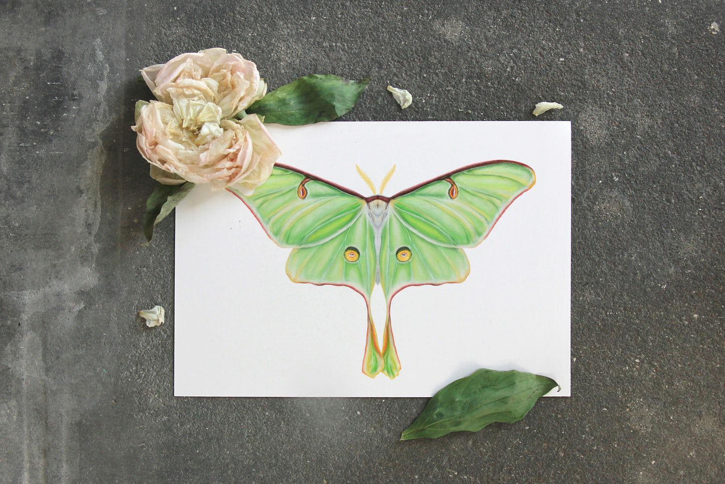 Lámina Ilustración Mariposa verde