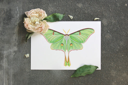 Lámina Ilustración Mariposa verde