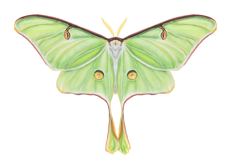 Lámina Ilustración Mariposa verde