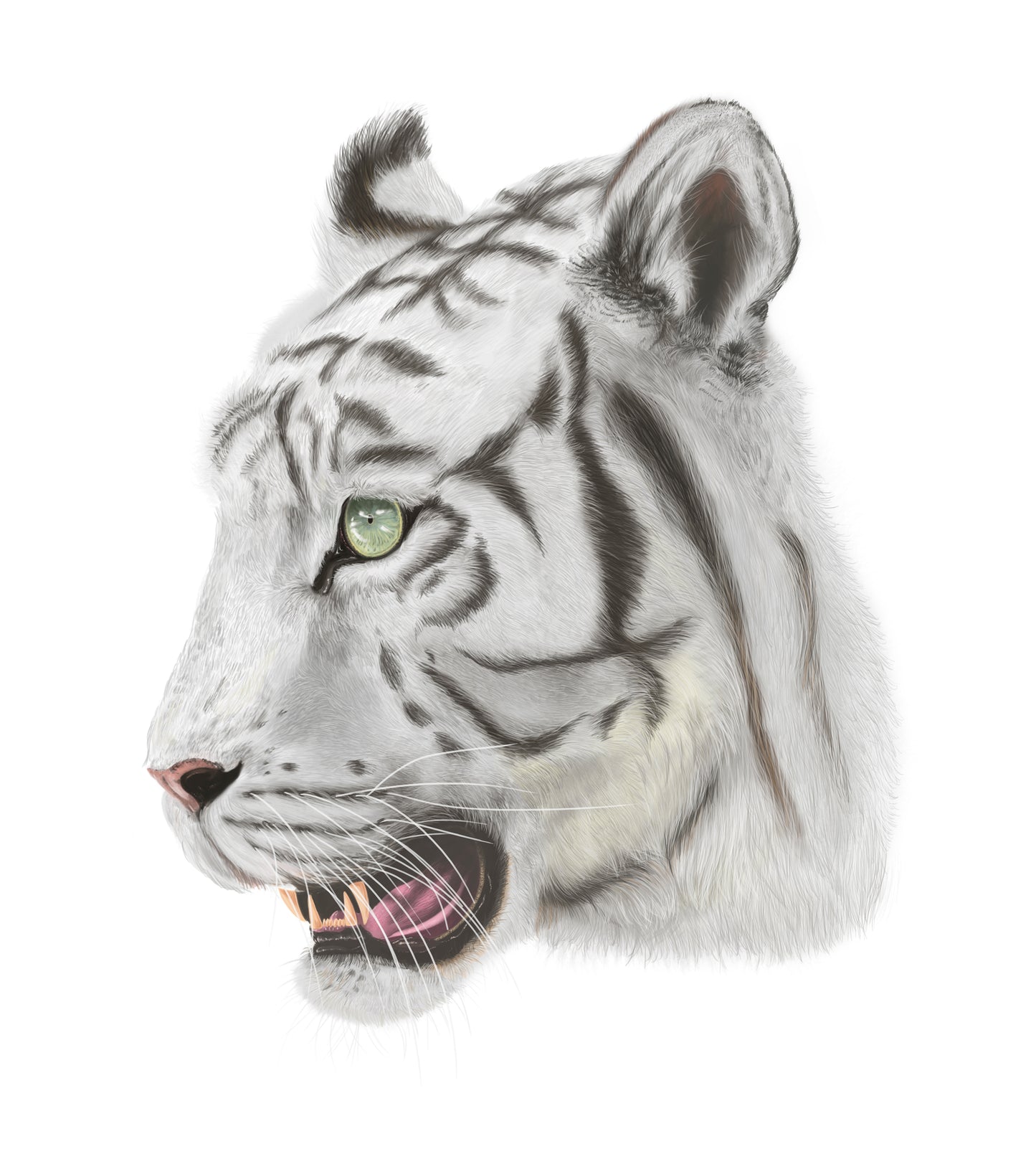 Lámina Ilustración tigre blanco